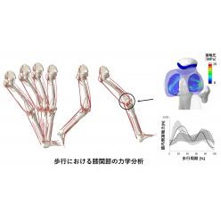 受託解析サービス 筋骨格モデル Muskejo