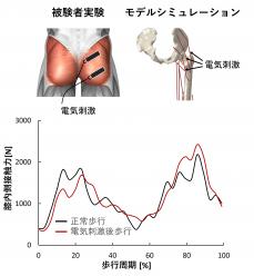 受託解析サービス 理学療法の効果評価 筋骨格モデル Muskejo